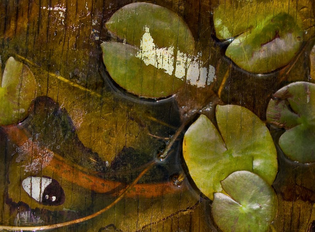 lily wood composite artwork bowen imagery