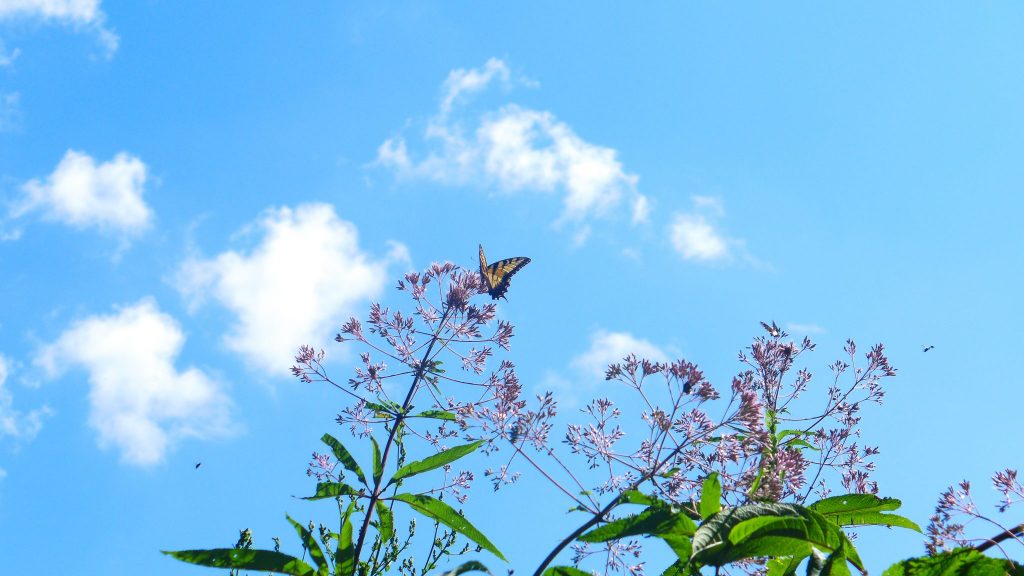 Butterfly with sky